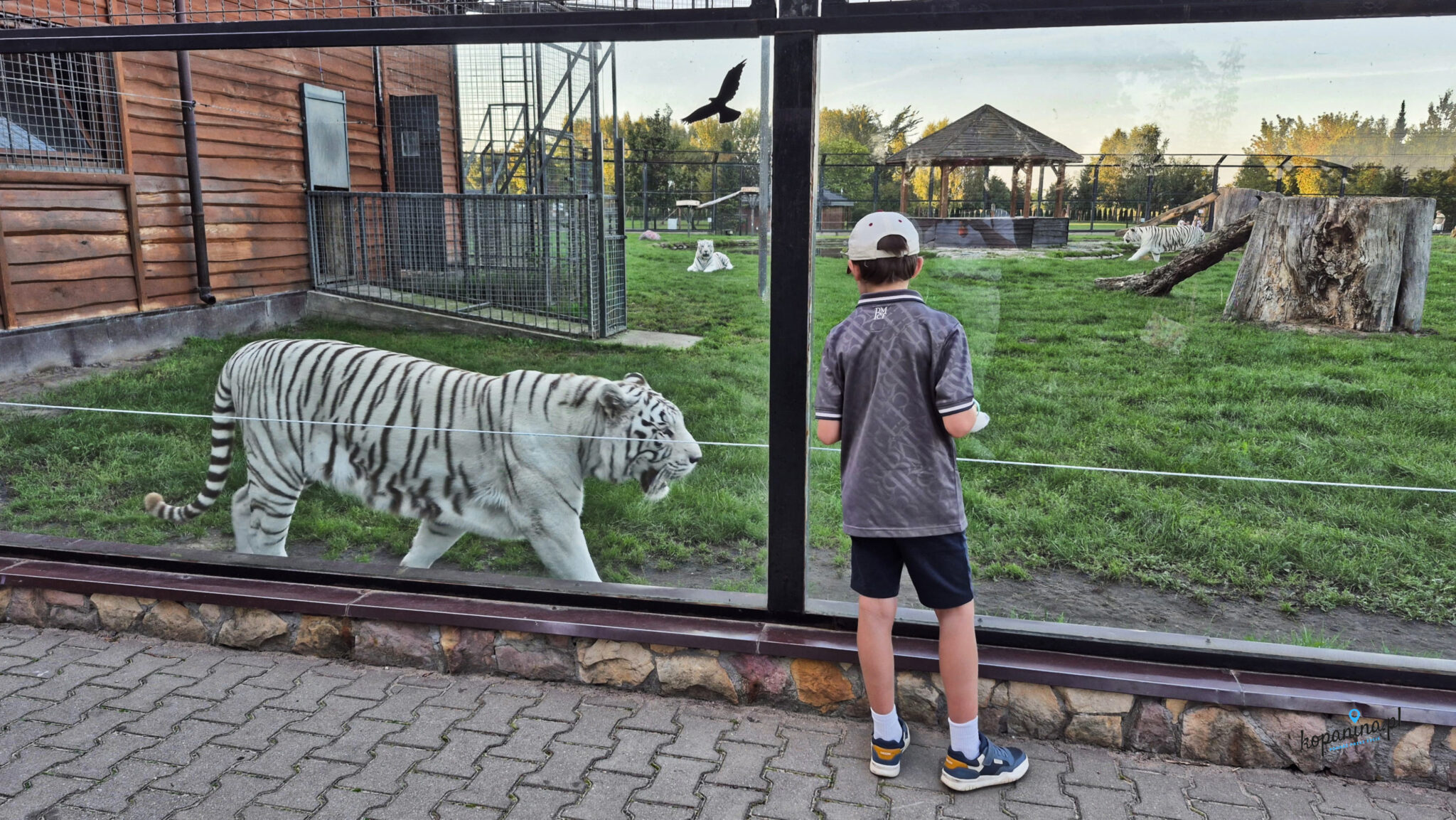 ZOO Borysew Bia e Tygrysy B d Bli ej Ni My lisz Atrakcja Na zoo-borysew-bia-e-tygrysy-b-d-bli-ej-ni-my-lisz-atrakcja-na